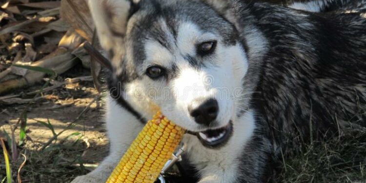Quelle gamelle pour Husky ?