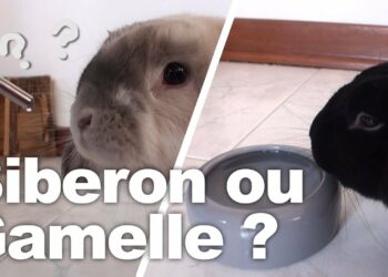 Quelle gamelle pour lapin ?