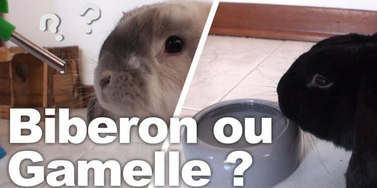 Quelle gamelle pour lapin ?