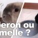 Quelle gamelle pour lapin ?