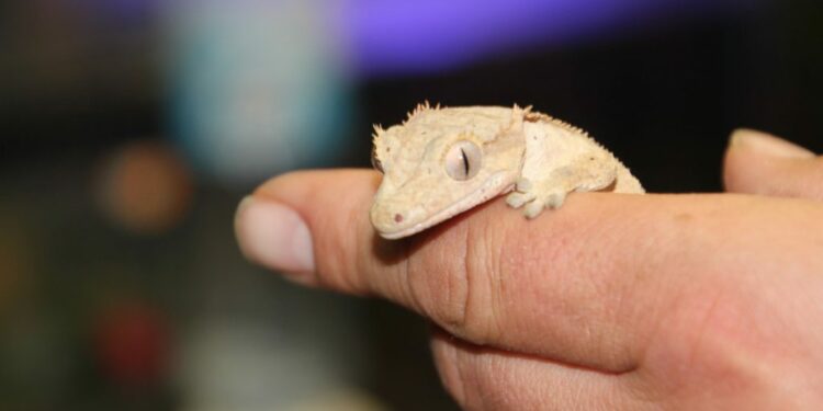 Quelle grenouille pour debuter ?