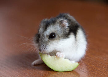 Quelle hamster pour un enfant ?
