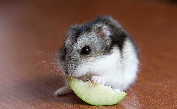 Quelle hamster pour un enfant ?