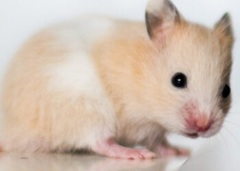 Quelle hamster pour un enfant ?