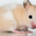 Quelle hamster pour un enfant ?