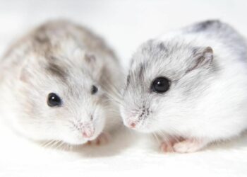 Quelle hamster pour un enfant ?