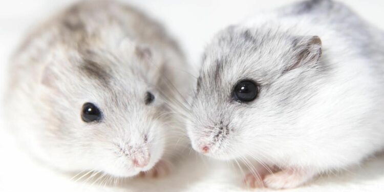 Quelle hamster pour un enfant ?