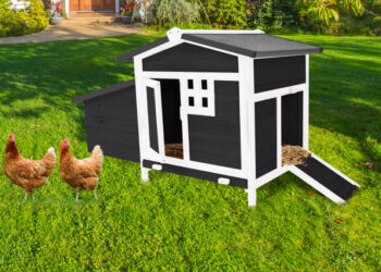 Quelle hauteur du sol pour un poulailler ?