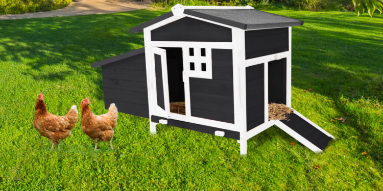 Quelle hauteur du sol pour un poulailler ?
