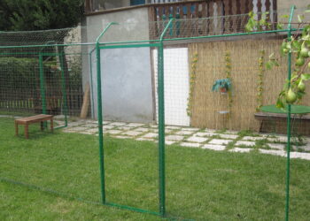 Quelle hauteur peut sauter un chat ?