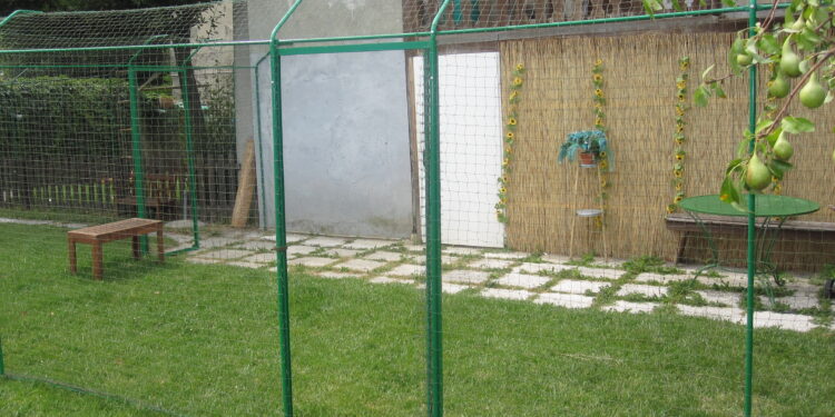 Quelle hauteur peut sauter un chat ?