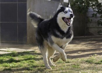 Quelle hauteur peut sauter un chien ?