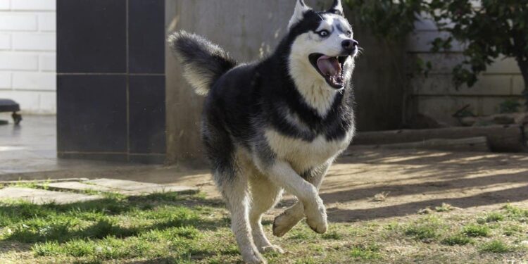 Quelle hauteur peut sauter un chien ?