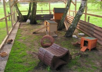 Quelle hauteur peut sauter un lapin ?