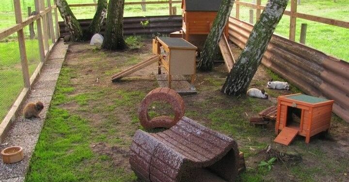 Quelle hauteur peut sauter un lapin ?