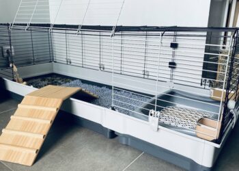 Quelle hauteur peut sauter un lapin ?