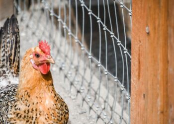 Quelle hauteur peut sauter une poule ?