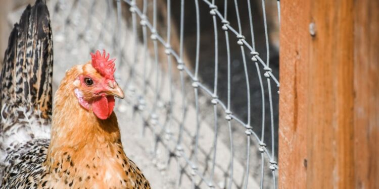 Quelle hauteur peut sauter une poule ?