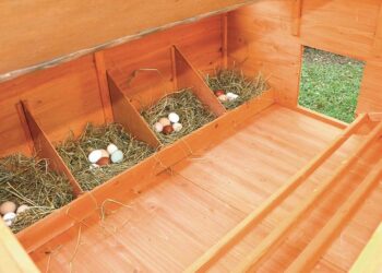 Quelle hauteur peut sauter une poule ?