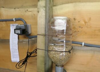 Quelle hauteur pour mangeoire poule ?