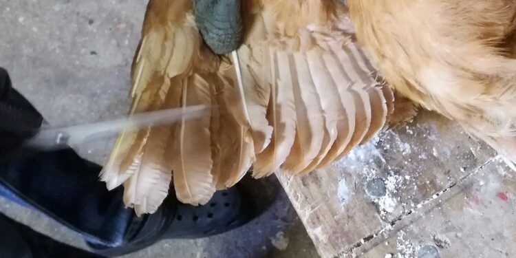 Quelle hauteur pour un grillage à poule ?