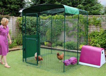 Quelle hauteur une poule peut sauter ?