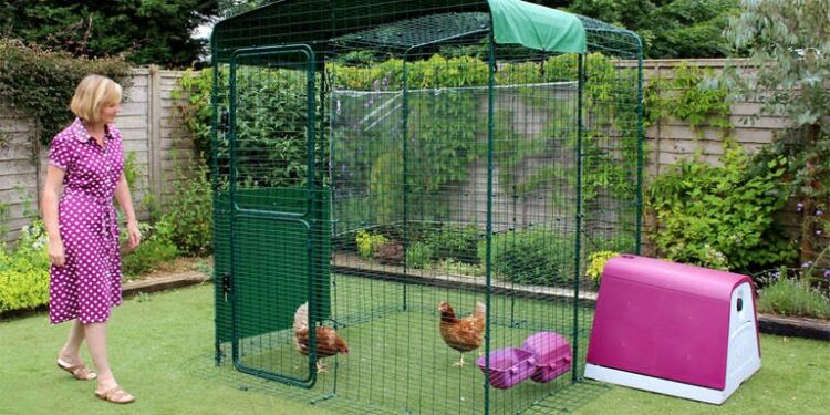 Quelle hauteur une poule peut sauter ?