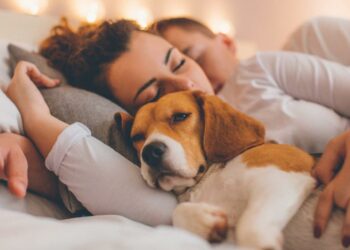 Quelle heure coucher chien ?