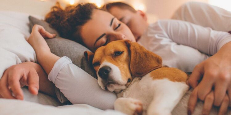 Quelle heure coucher chien ?