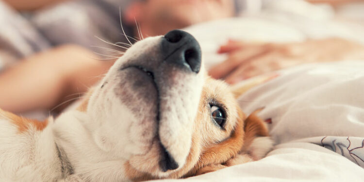 Quelle heure coucher chien ?