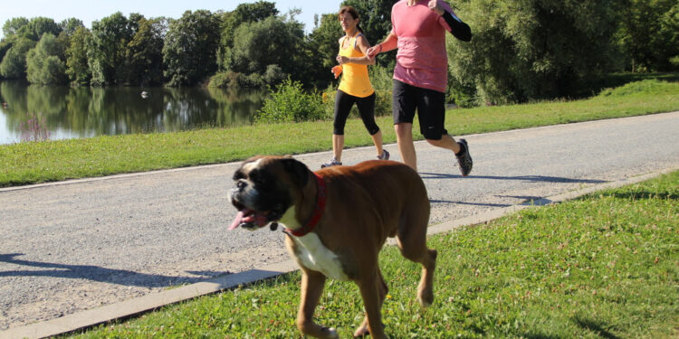 Quelle heure dernier pipi chien ?