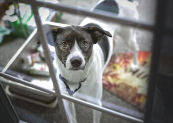 Quelle heure dernier pipi chien ?