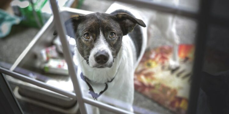 Quelle heure dernier pipi chien ?