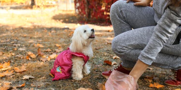 Quelle heure dernier pipi chien ?