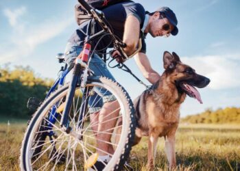Quelle heure dernier pipi chien ?