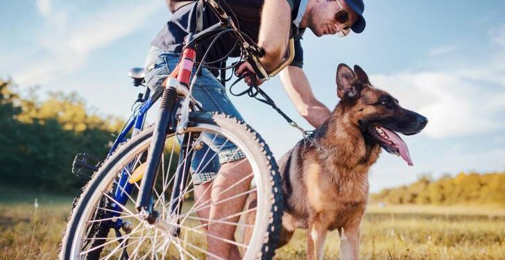 Quelle heure dernier pipi chien ?