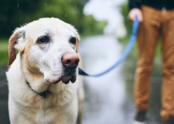 Quelle heure dernier pipi chien ?