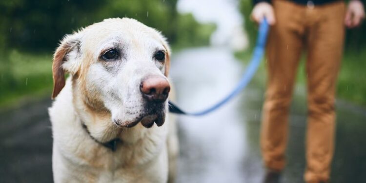Quelle heure dernier pipi chien ?