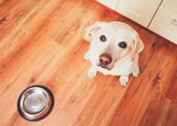 Quelle heure pour les repas d'un chiot ?