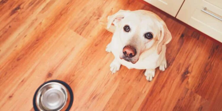 Quelle heure pour les repas d'un chiot ?