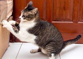 Quelle huile essentielle pour repousser les chats ?