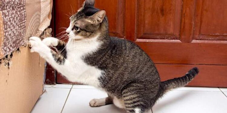 Quelle huile essentielle pour repousser les chats ?