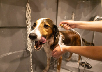 Quelle huile pour un beau poil de chien ?