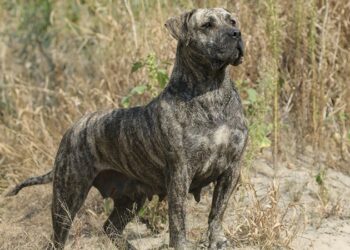 Quelle île des Canaries est la moins touristique ?