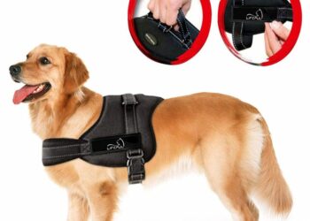 Quelle laisse pour le canicross ?