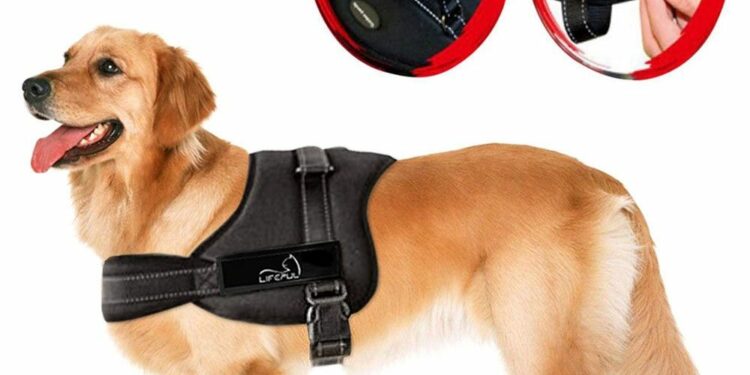 Quelle laisse pour le canicross ?