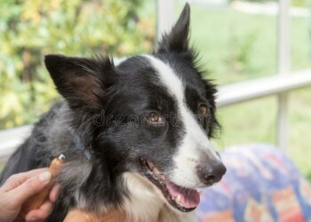 Quelle laisse pour un chiot Border Collie ?