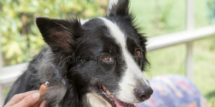 Quelle laisse pour un chiot Border Collie ?