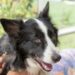 Quelle laisse pour un chiot Border Collie ?