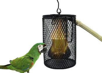 Quelle lampe chauffante ?